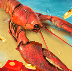 赶海王免广告1.3.0