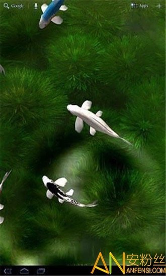 自由锦鲤动态壁纸