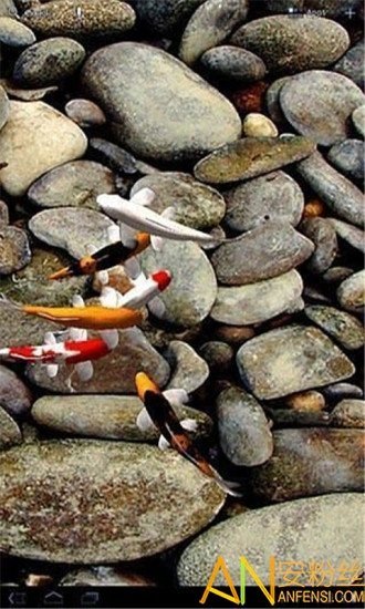 自由锦鲤动态壁纸