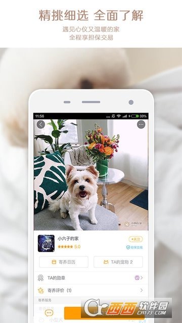 小狗在家宠物狗猫