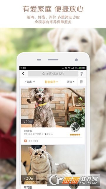 小狗在家宠物狗猫