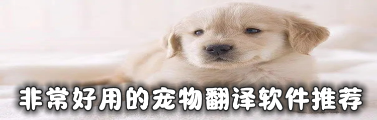 非常好用的宠物翻译软件推荐