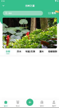 古树之道园林苗木