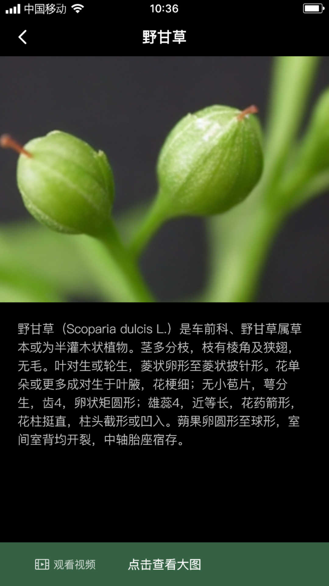 积学草 积学草