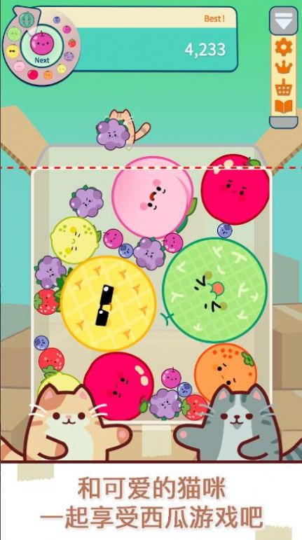 猫和西瓜 猫和西瓜